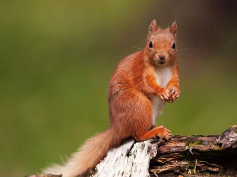 Squirrel Steals GoPro, Makes Greatest Film of Our Time