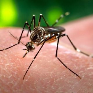 a mosquito biting a person