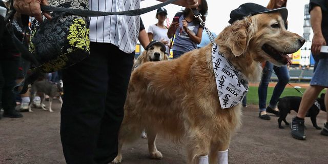 A Bunch of Cute as Hell Dogs Broke a World Record at a White Sox Game