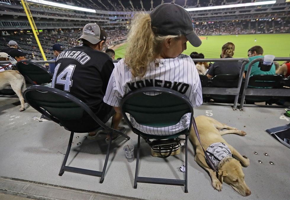 A Bunch of Cute as Hell Dogs Broke a World Record at a White Sox Game