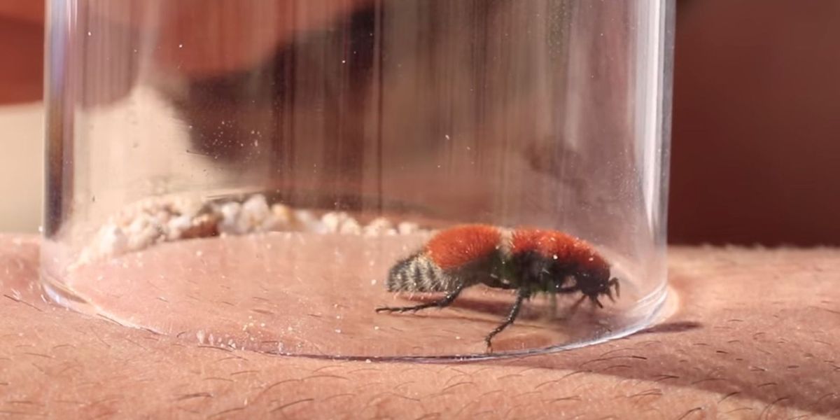 This Idiot Purposely Stung Himself With a Wasp That Can Allegedly Kill