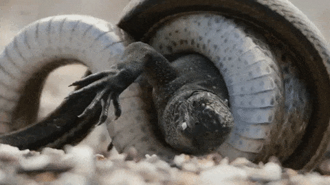bbc iguana snake escape