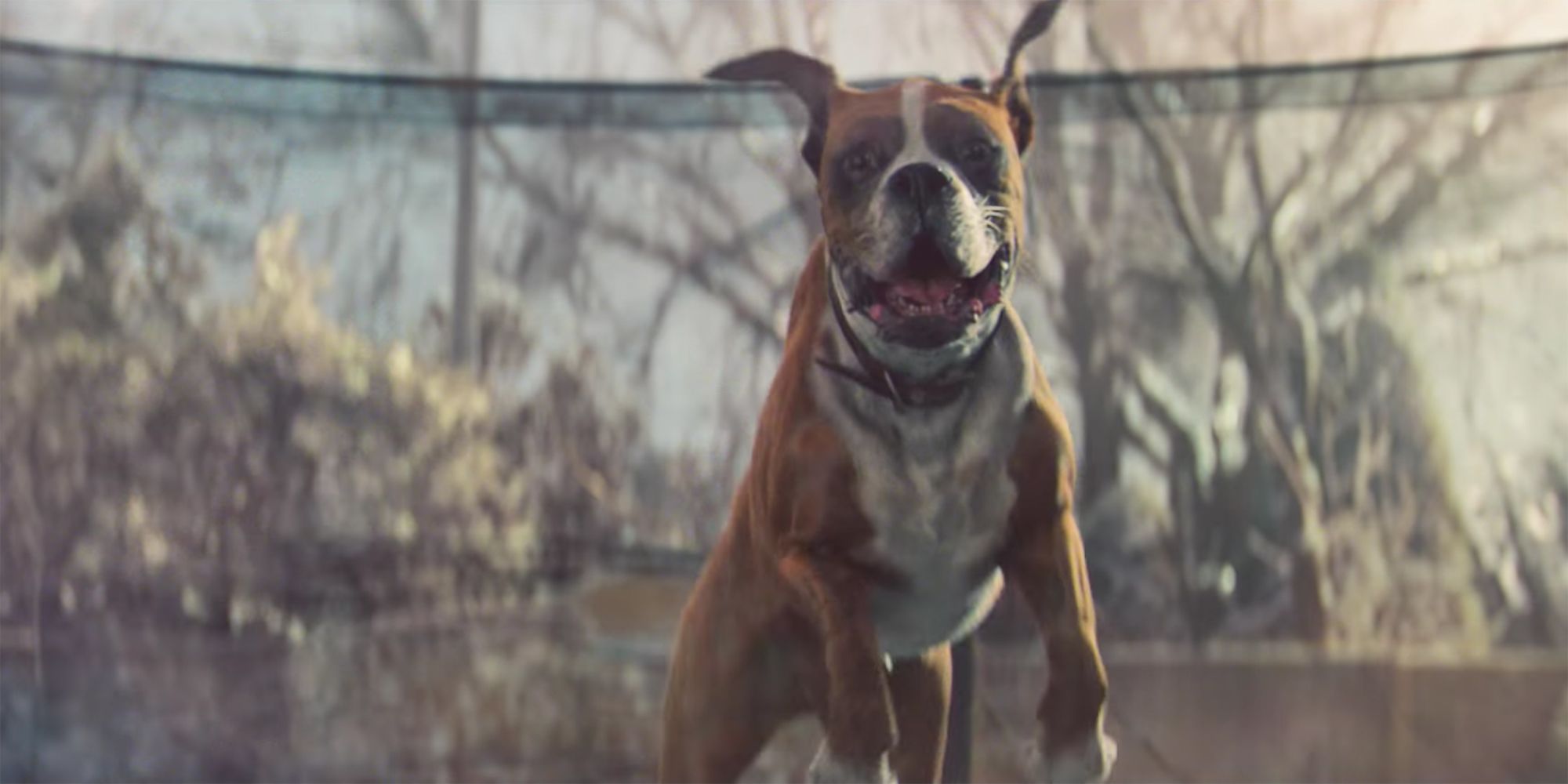 One Dog S Reaction To This Commercial Is The Joy America Needs Right Now