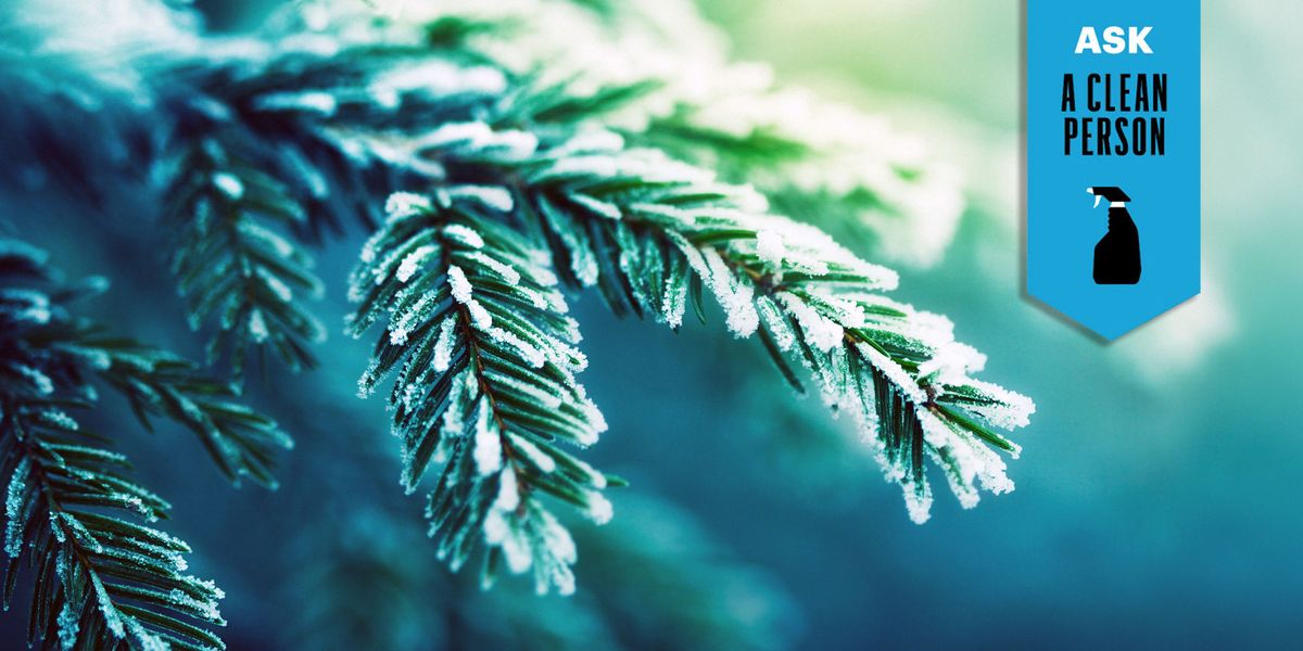 Winter, Freezing, Terrestrial plant, Frost, Conifer, Pine family, Annual plant, Perennial plant, Cypress family, Fir, 