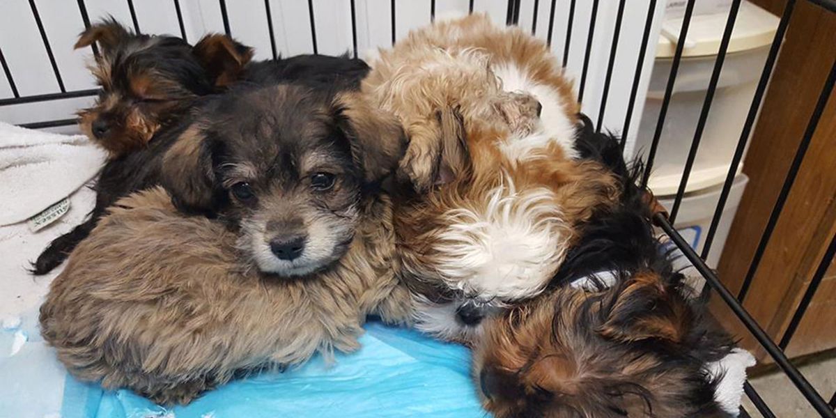 More Than 100 Cute Ass Puppies Were Rescued From A Truck Crash