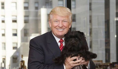 Will President Trump Take a Photo with This Year's Westminster Dog Show ...