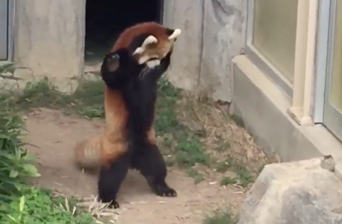 This Red Panda Trying to Scare a Rock Is Straight-Up Amazing