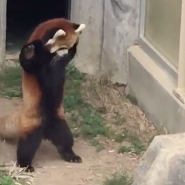 This Panda Trying to Scare a Is Amazing