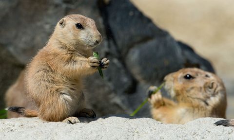 Of Course Donald Trump Jr. Spent Earth Day Shooting Prairie Dogs