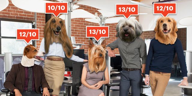 We Rate Dogs' Matt Nelson Turned Joke Twitter Account Into