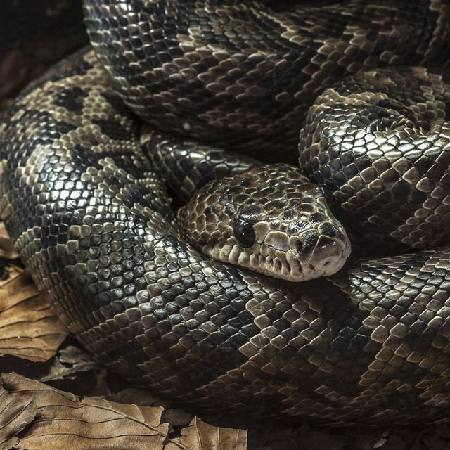 Snake, Serpent, Reptile, Scaled reptile, Boa, Terrestrial animal, Rattlesnake, Boa constrictor, Colubridae, Python, 