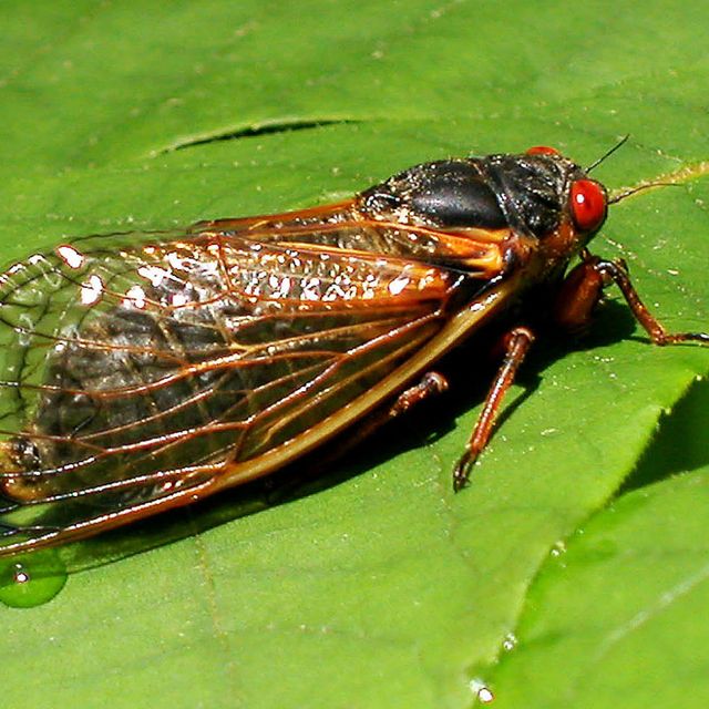 Scientists Are Baffled by Cicadas Emerging Four Years too Soon