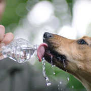 Water, Canidae, Dog, Dog breed, Snout, Drinking, Hand, Bottle, Organism, Drinking water, 