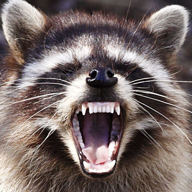 rabid raccoon