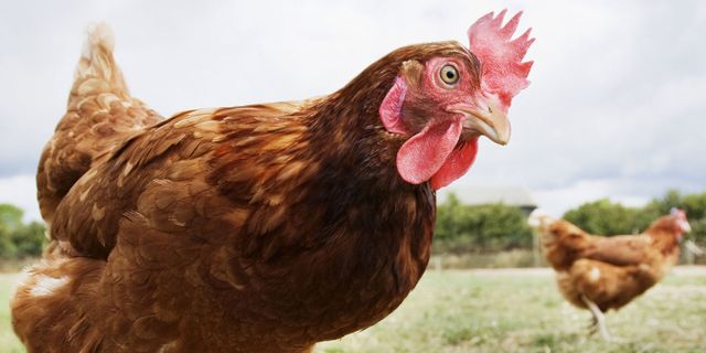 Chicken, Vertebrate, Bird, Rooster, Comb, Fowl, Galliformes, Beak, Poultry, Livestock, 