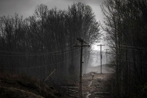 Branch, Atmospheric phenomenon, Monochrome photography, Mist, Fog, Woodland, 