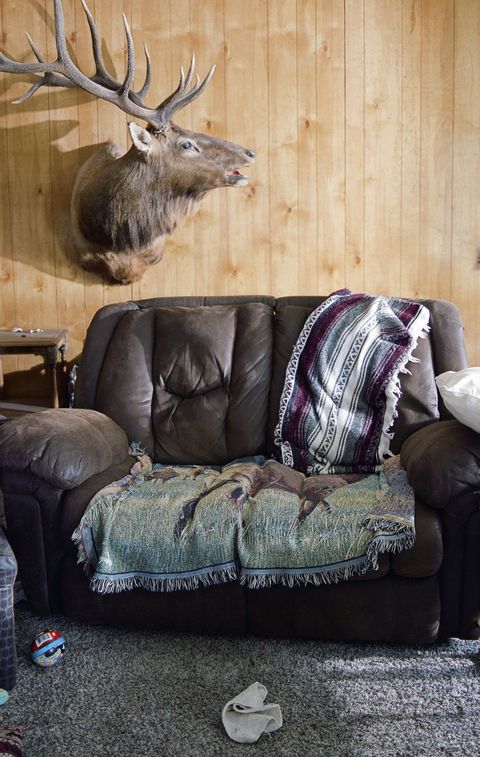 Elk, Wood, Deer, Living room, Couch, Antler, Furniture, Reindeer, Interior design, Natural material, 