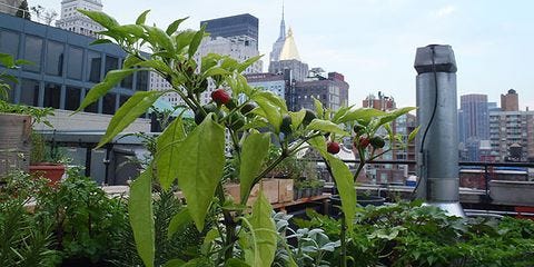 Gramercy Park Hotel Garden Tour Review Of Gramercy Park Hotel Garden Tour Review Of Rooftop