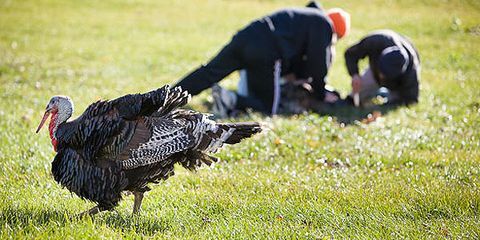 Thanksgiving Turkey Pictures - Turkey Slaughter Gallery