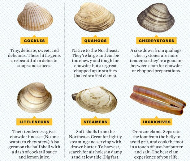 Clam Size Chart