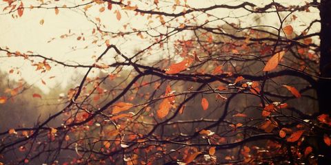 Branch, Twig, Orange, Leaf, Deciduous, Amber, Colorfulness, Atmospheric phenomenon, Autumn, Sunlight, 