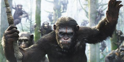 Chimpanzees Display Fashionable Behavior - Science Says Chimps Follow ...