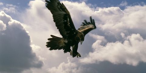 Sky, Daytime, Cloud, Bird, Cumulus, Atmosphere, Accipitridae, Wing, Feather, Accipitriformes, 