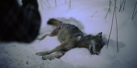 Winter, Vertebrate, Snow, Dog, Freezing, Dog breed, Wolf, Carnivore, Geological phenomenon, Snout, 