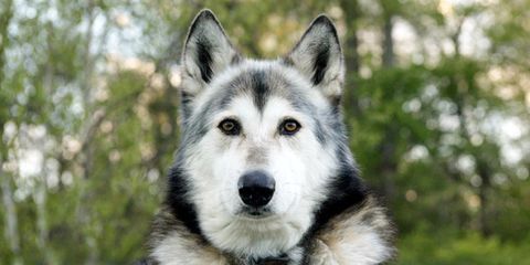 Wolf-Dog Hybrids Are Roaming Connecticut