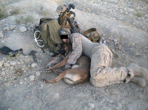 War Dogs In Special Operations Forces Memorials For