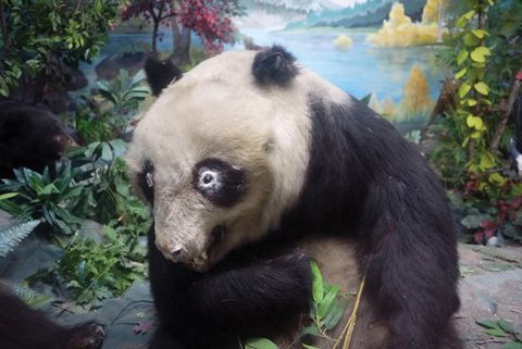 10 Photos Of The Worst Taxidermied Animals Ever Created