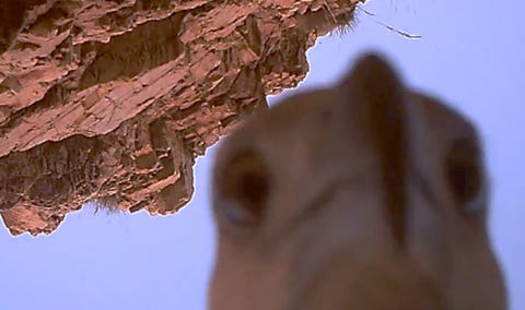 An Eagle Steals a Camera, Flies Around 70 Miles of Australia with It