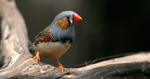 Drunk Birds Sing Like Drunk People - Weird Science News