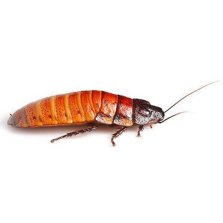 Madagascar Cockroaches