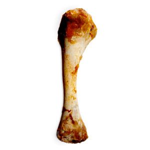 chicken bone