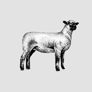 Types of Sheep Wool - Black Sheep Wool - Where Does Wool Come From ...