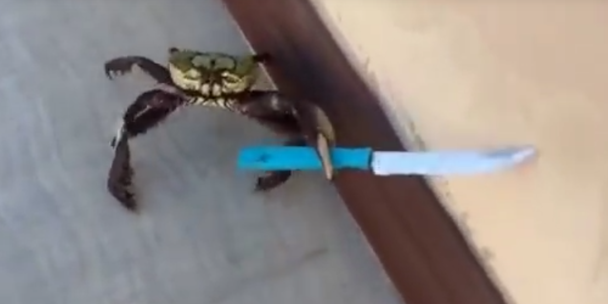 Are We Facing an Epidemic of Knife-Wielding Crabs?
