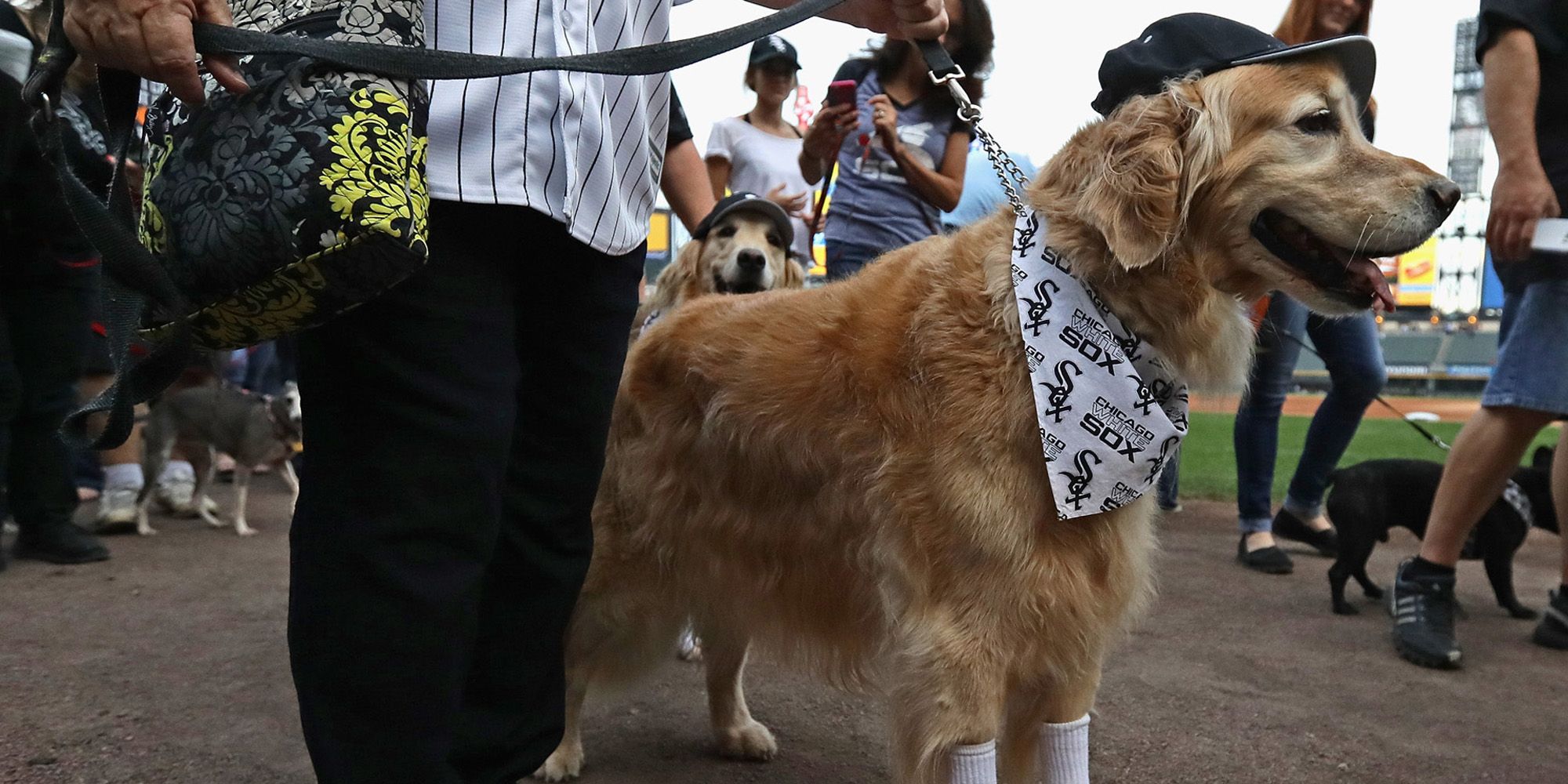 Chicago White Sox Break Most Dogs in Attendance World Record