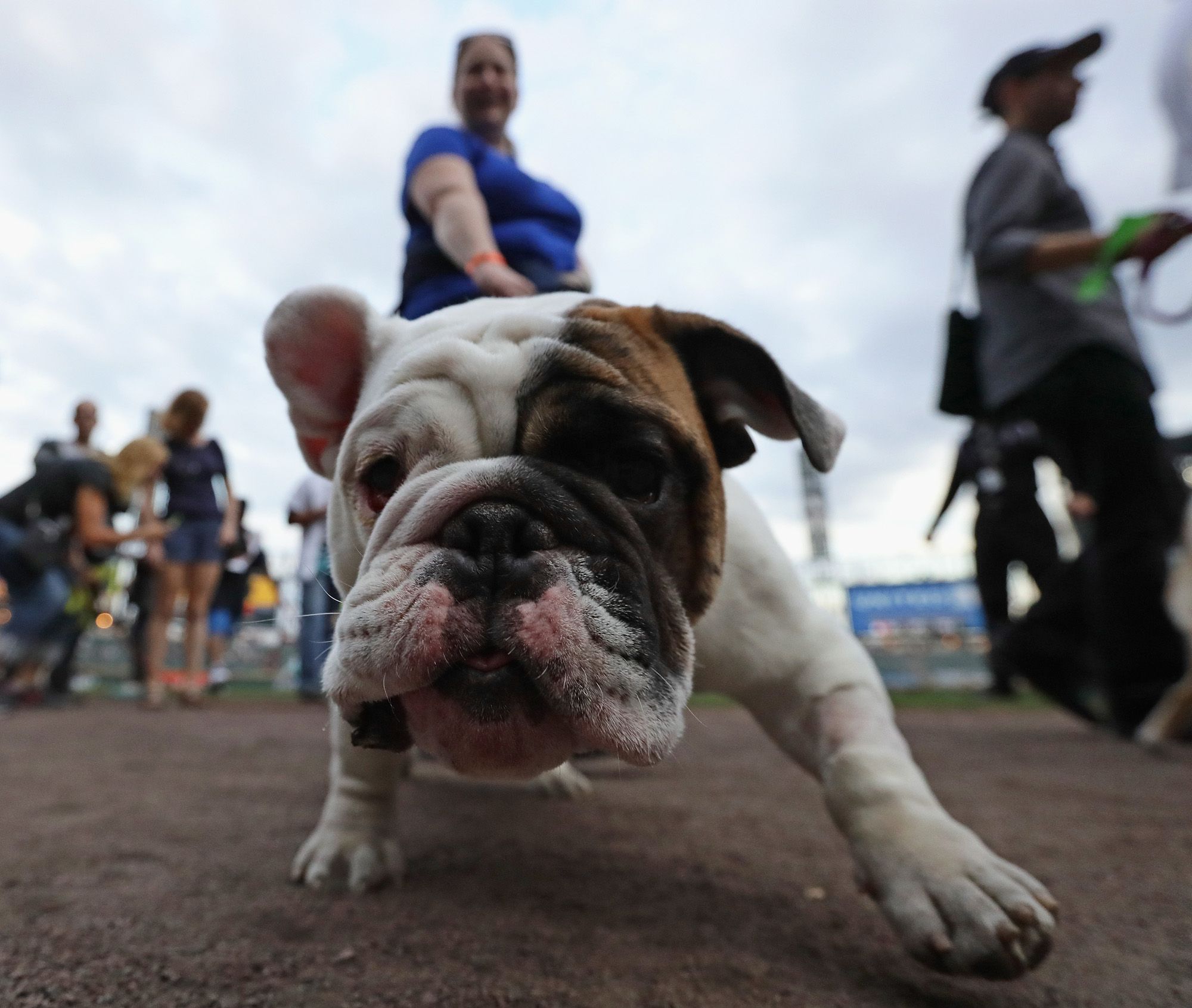 White Sox set world record for dogs at a sporting event