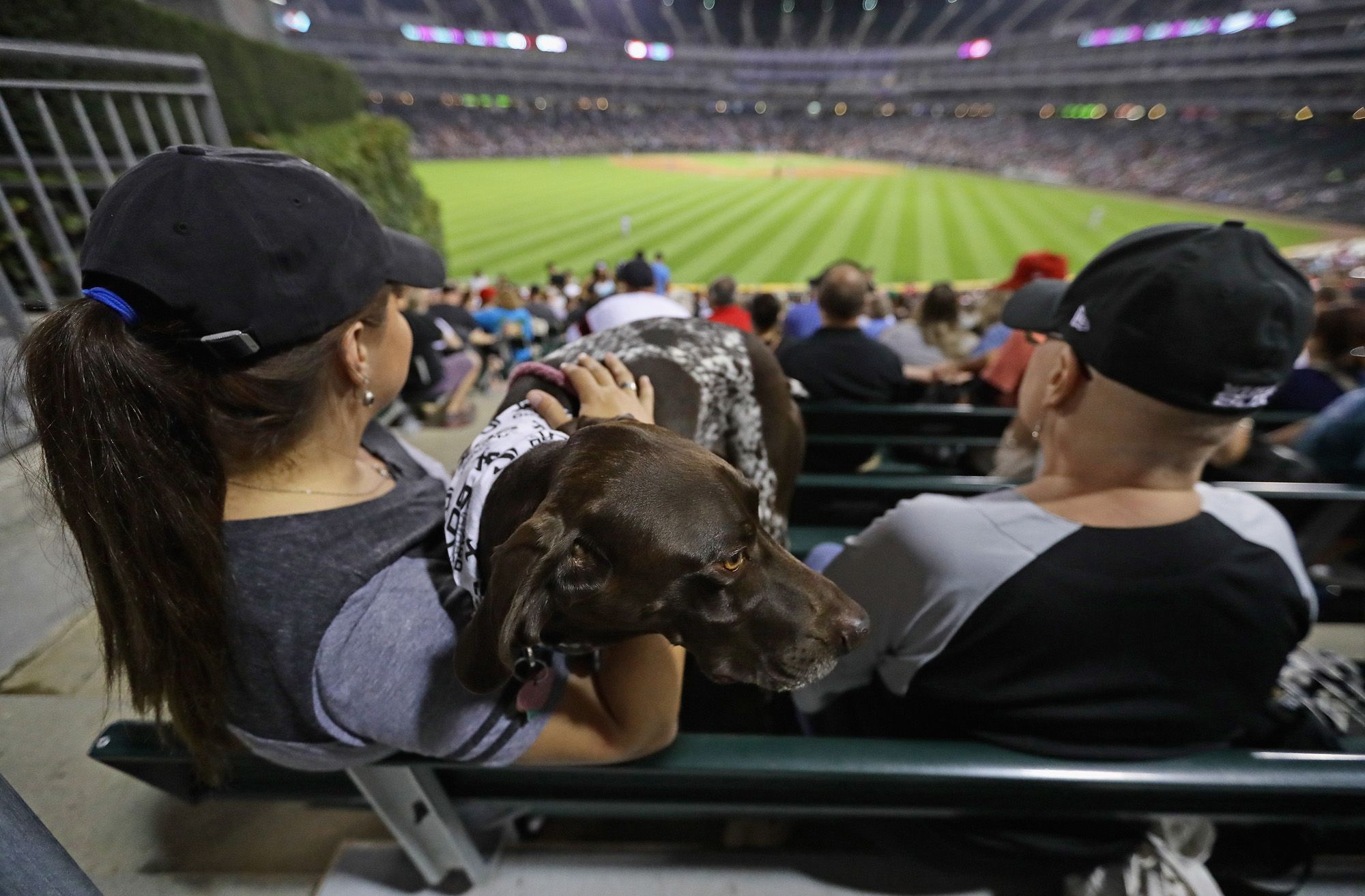 White Sox set world record for dogs at a sporting event