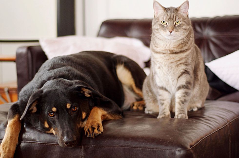 Cats Or Dogs? Here's What Your Choice Really Says About You