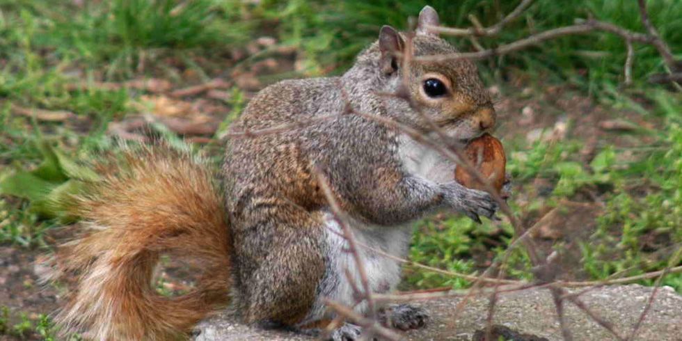 Squirrels Digging in Garden - Squirrel Problems