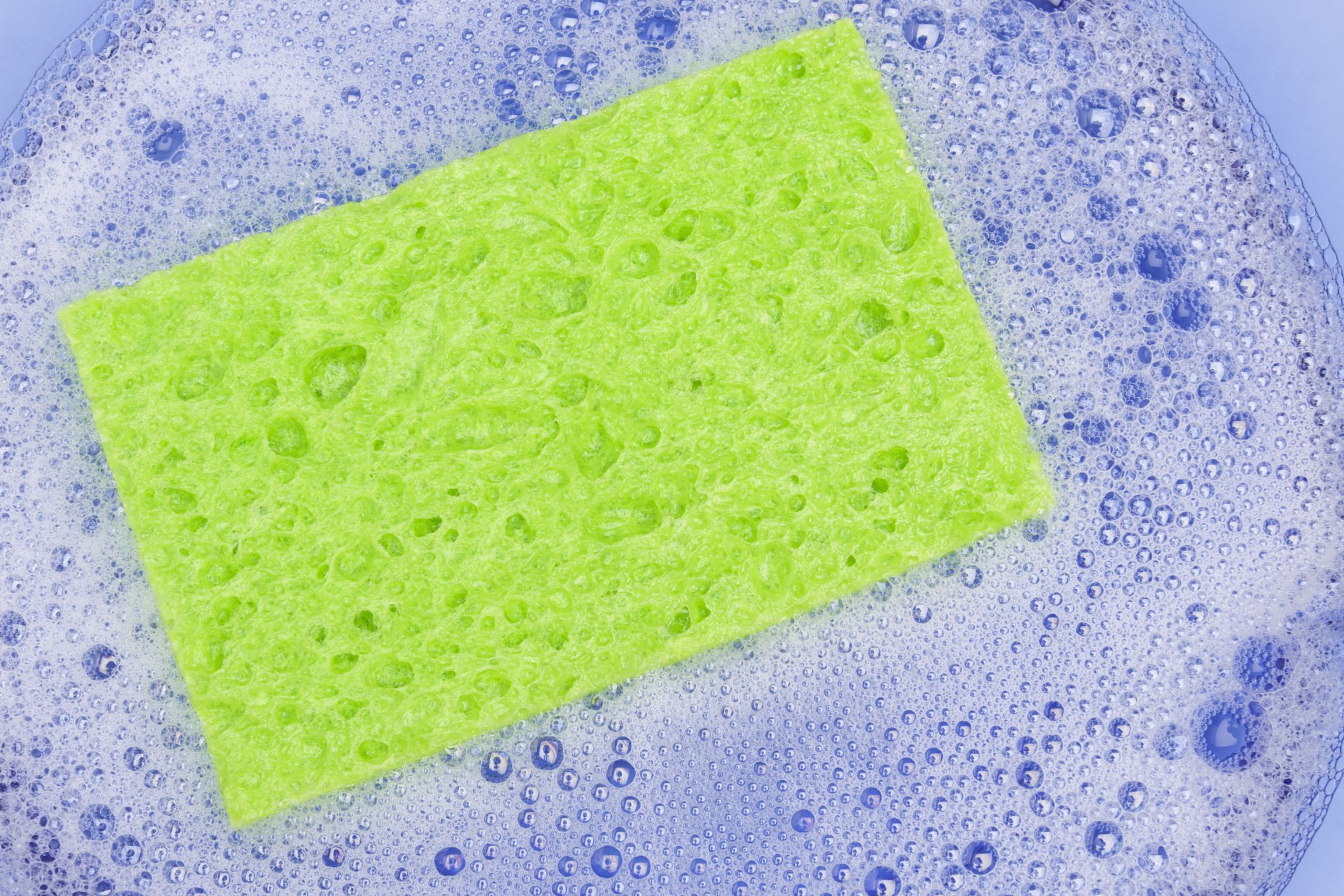 kitchen sponge bacteria