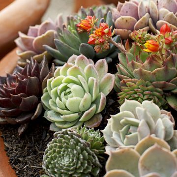 Succulents Need Little Water