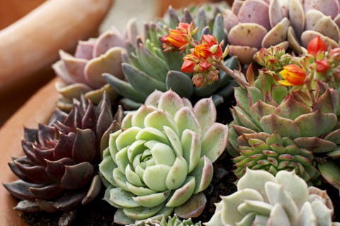 Houseplants That Don't Need Much Water - Hard to Kill Houseplants