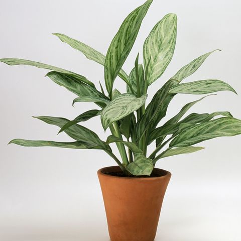 Indoor plants that need less watering