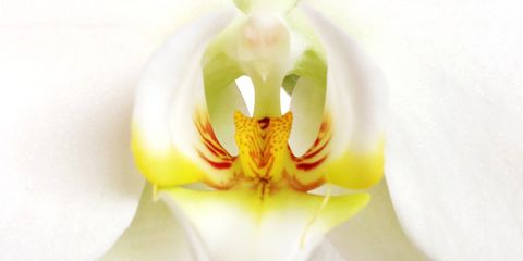 Close-Up Orchid