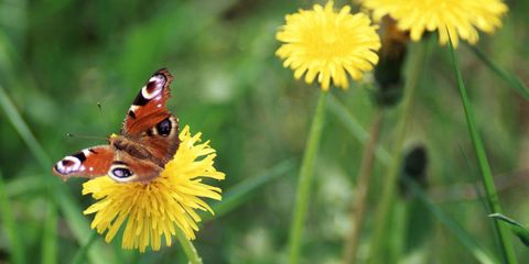 Butterfly on Dandelion