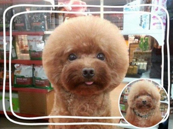 Square And Round Dog Haircuts Trend In Taiwan