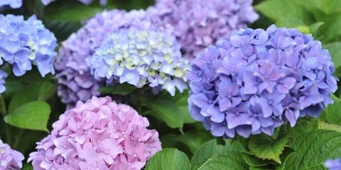 Blue and Pink Hydrangeas